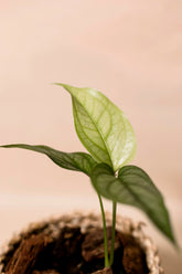 Monstera siltepecana